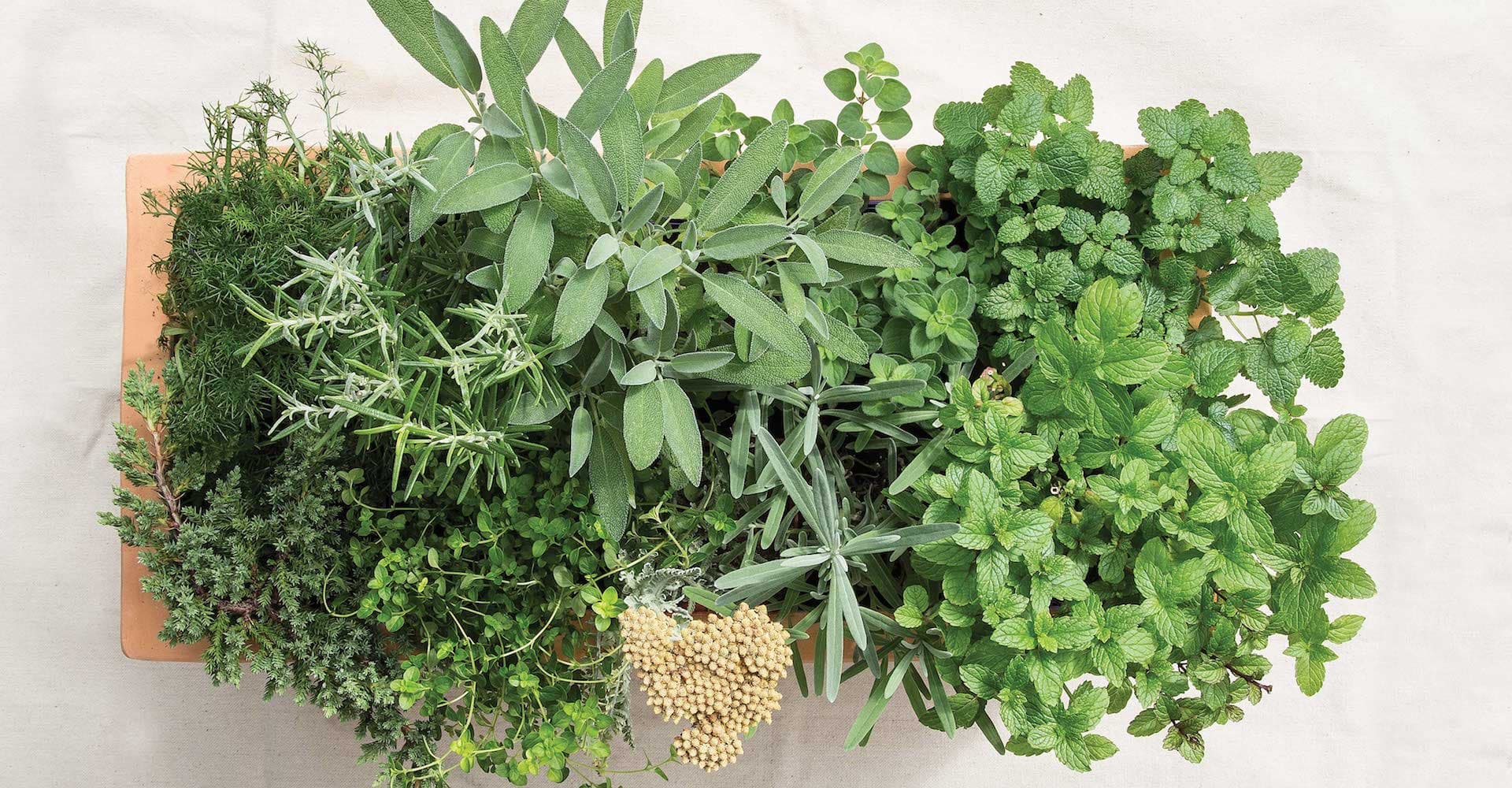 The Brewer’s Garden