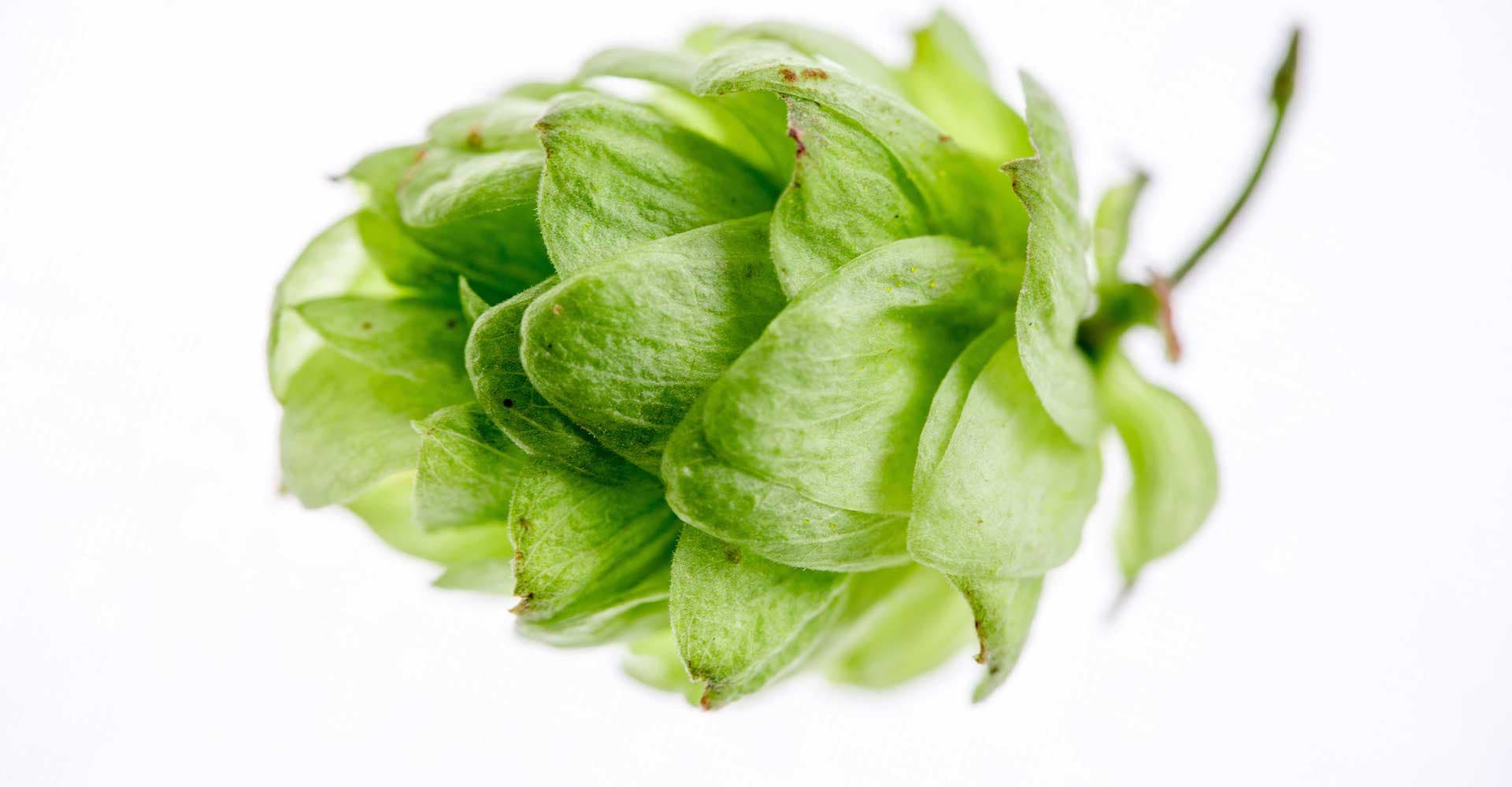Discuss: Fresh Hops - Where Do You Get Them?