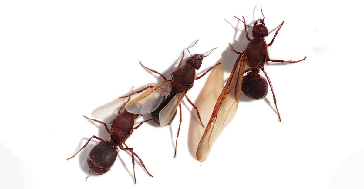 Recipe: Forager Chicatana Barrel-Aged Stout