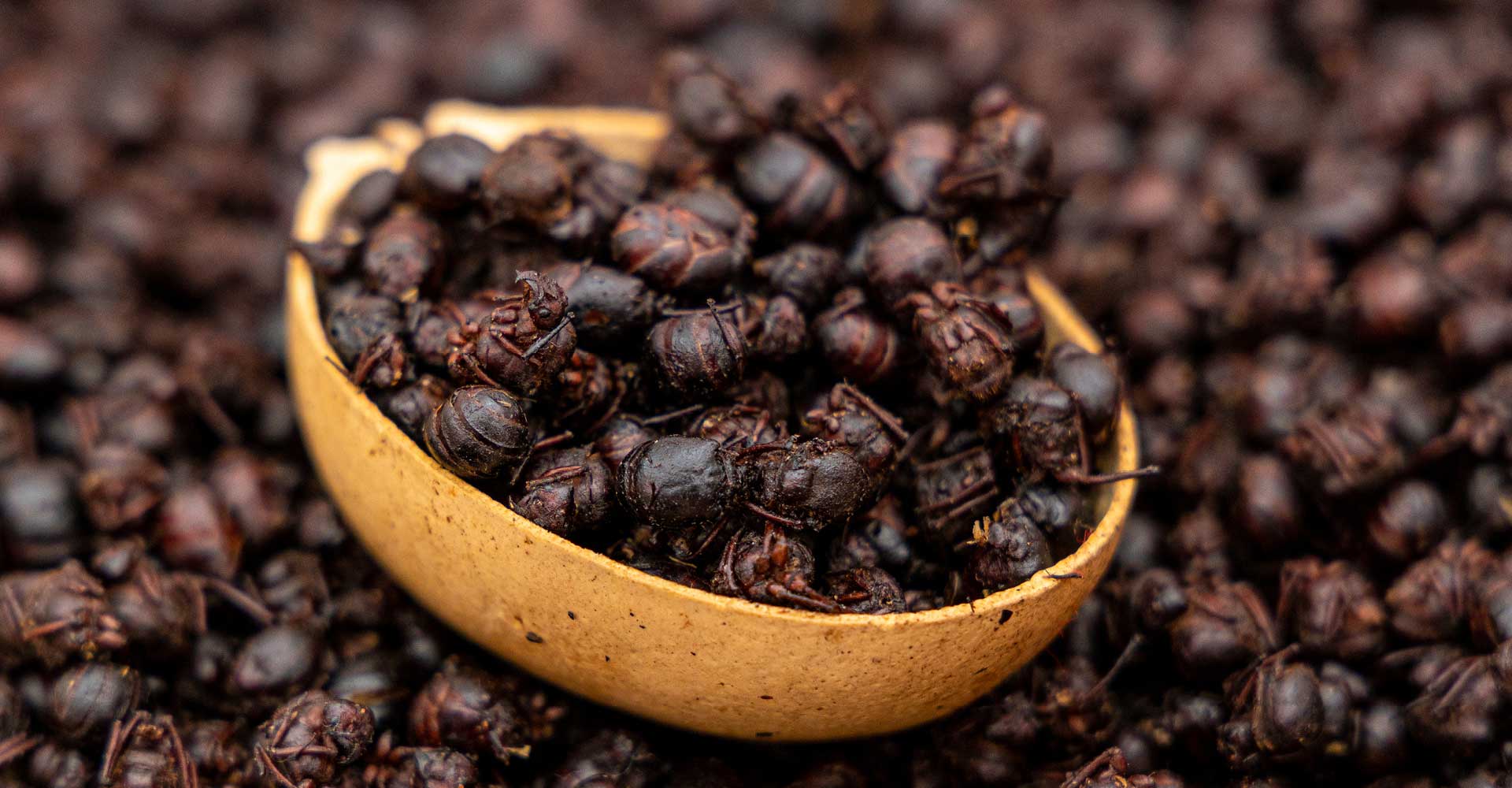 Special Ingredient: Flying Ants