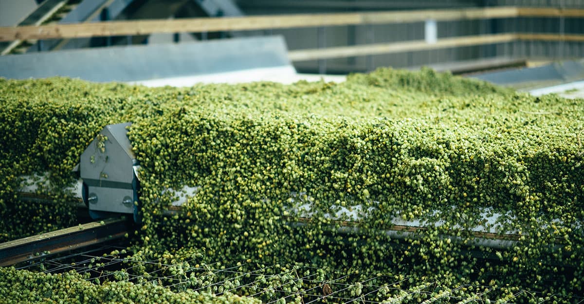 In New Zealand, Hop Revolution’s Processing Is Built for Highest Quality