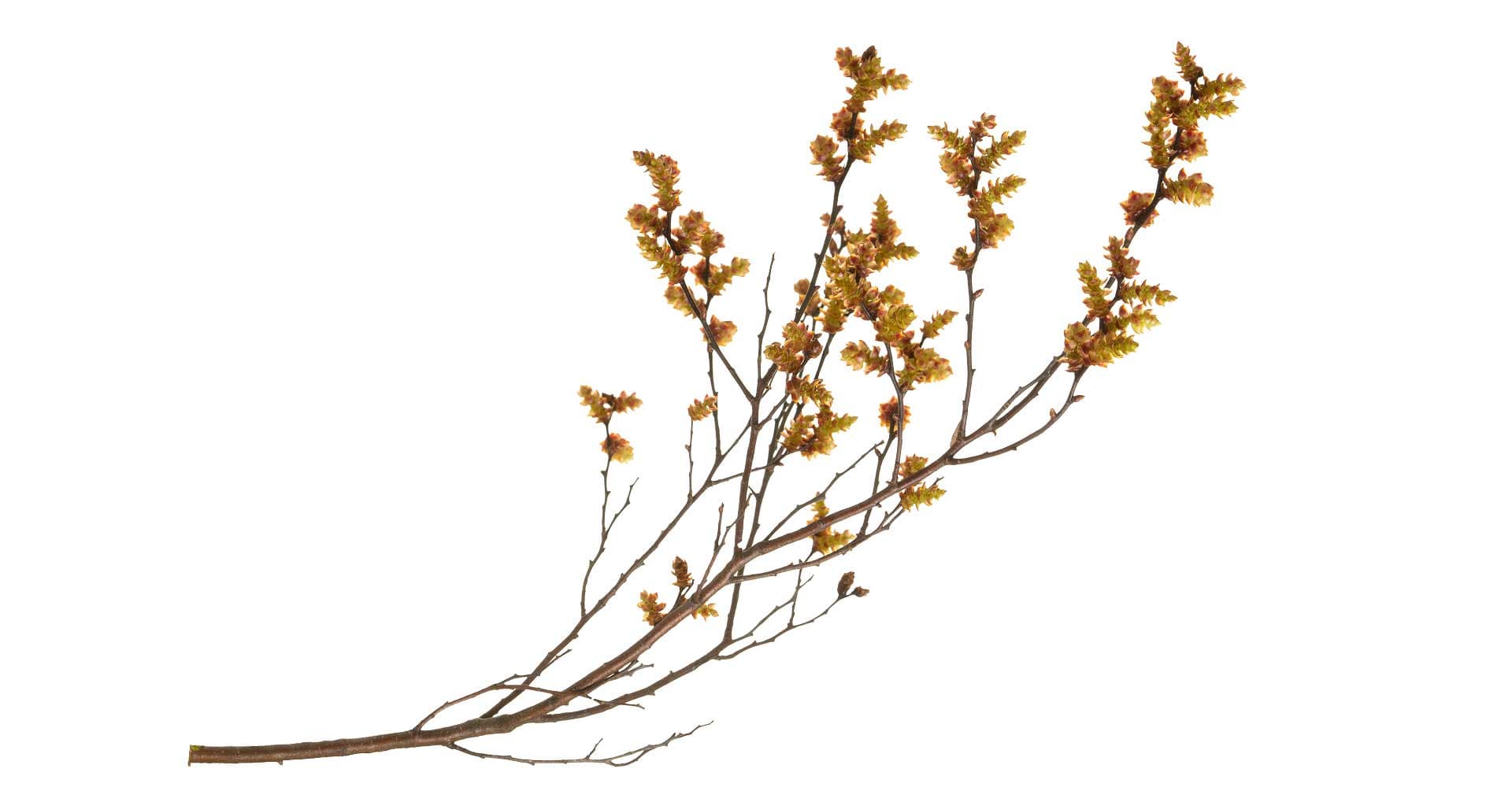 Special Ingredient: Bog Myrtle