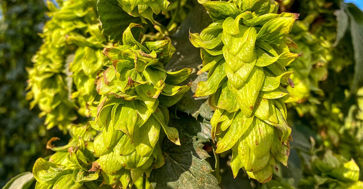 The Rise of Neomexicanus