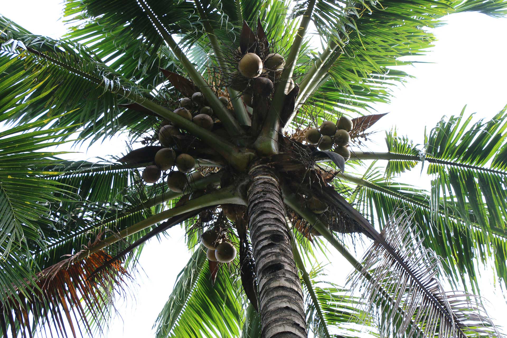 How a Coconut Company’s Quest for Quality Scores Big with Brewers