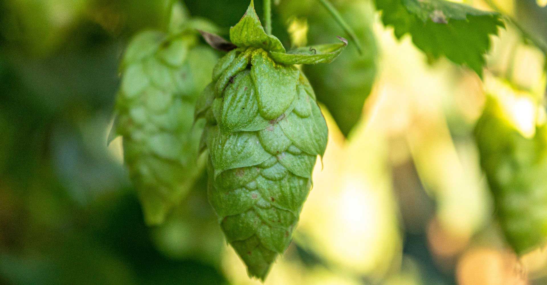 El Dorado®: The Story of How This Tropical Hop Made it in Your Beers
