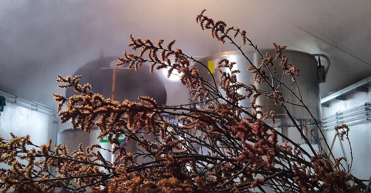 Recipe: Antidoot Myrica Gale Ale