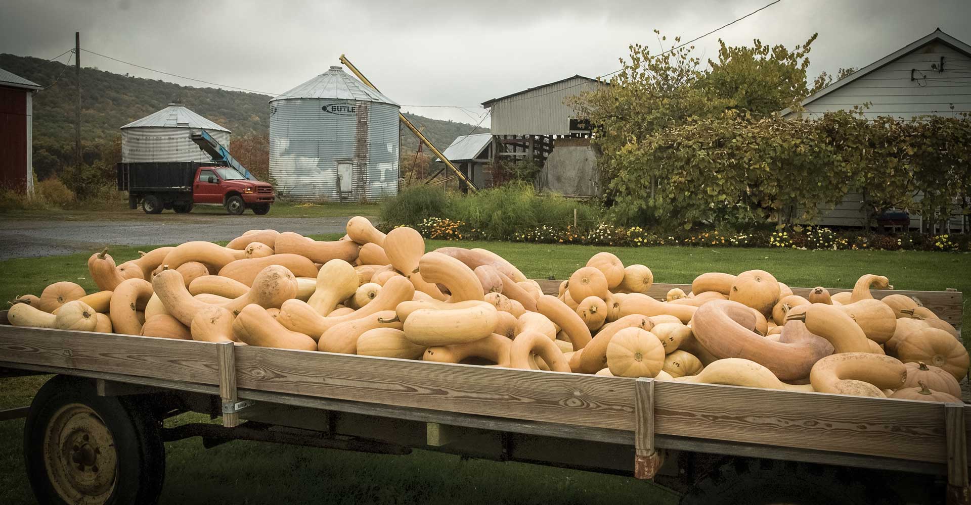 Brewing the Perfect Pumpkin Ale