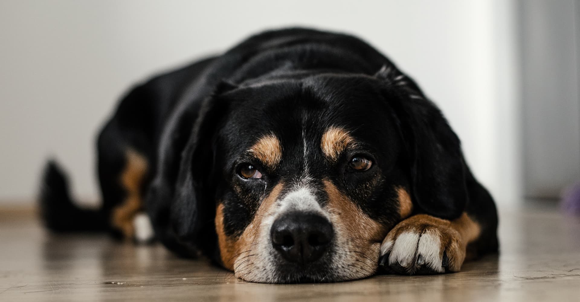 Attention Brewers: Keep Your Dog Safe on Brew Day