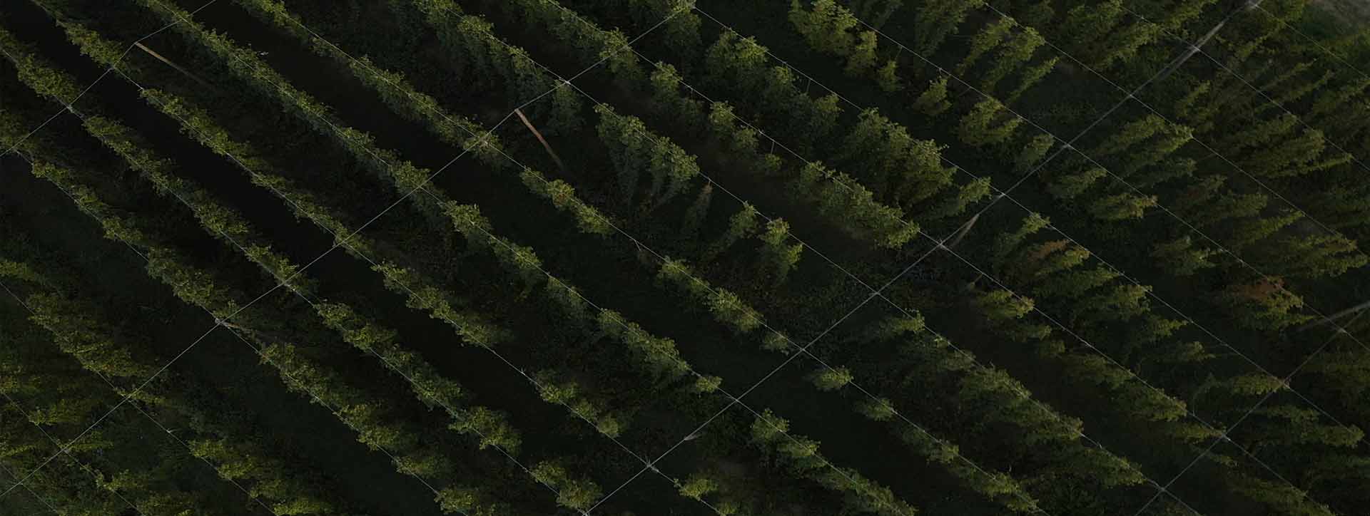 Part of Us: The Hops Direct Story