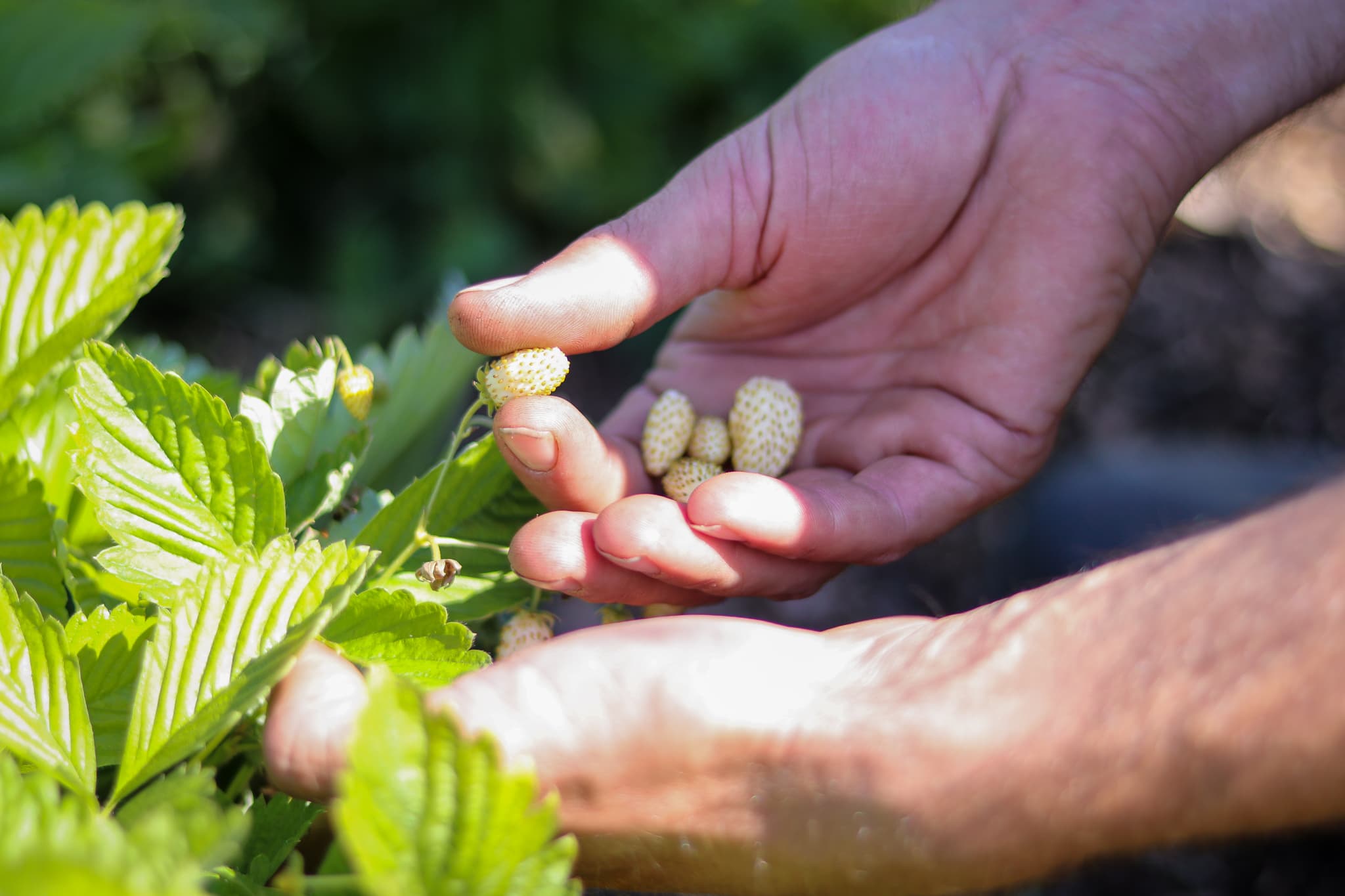 At Sierra Nevada Brewing Co. the Kitchen Garden is “Really Right Outside Our Back Door."