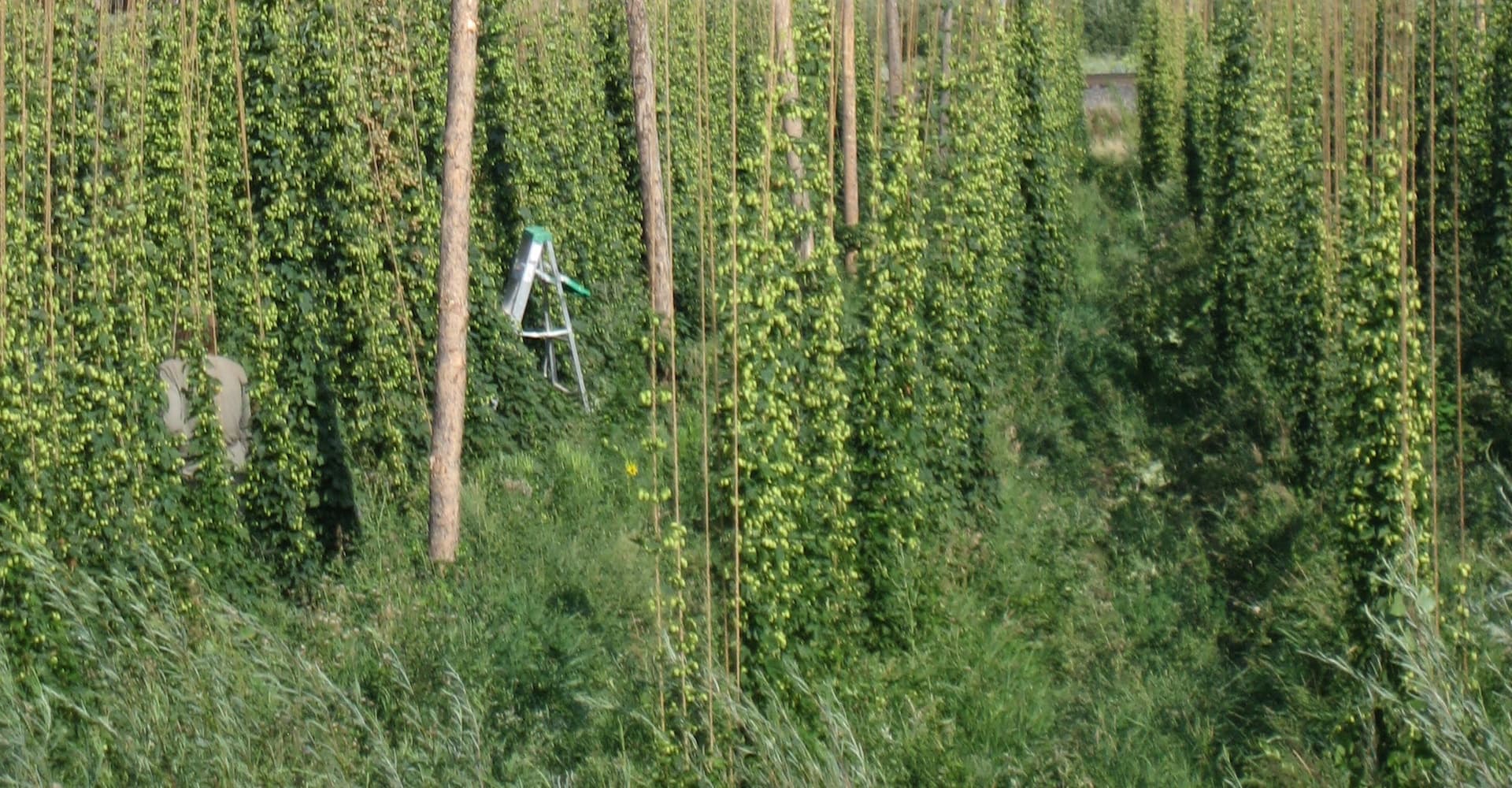 7 Steps to Growing Your Own Hops