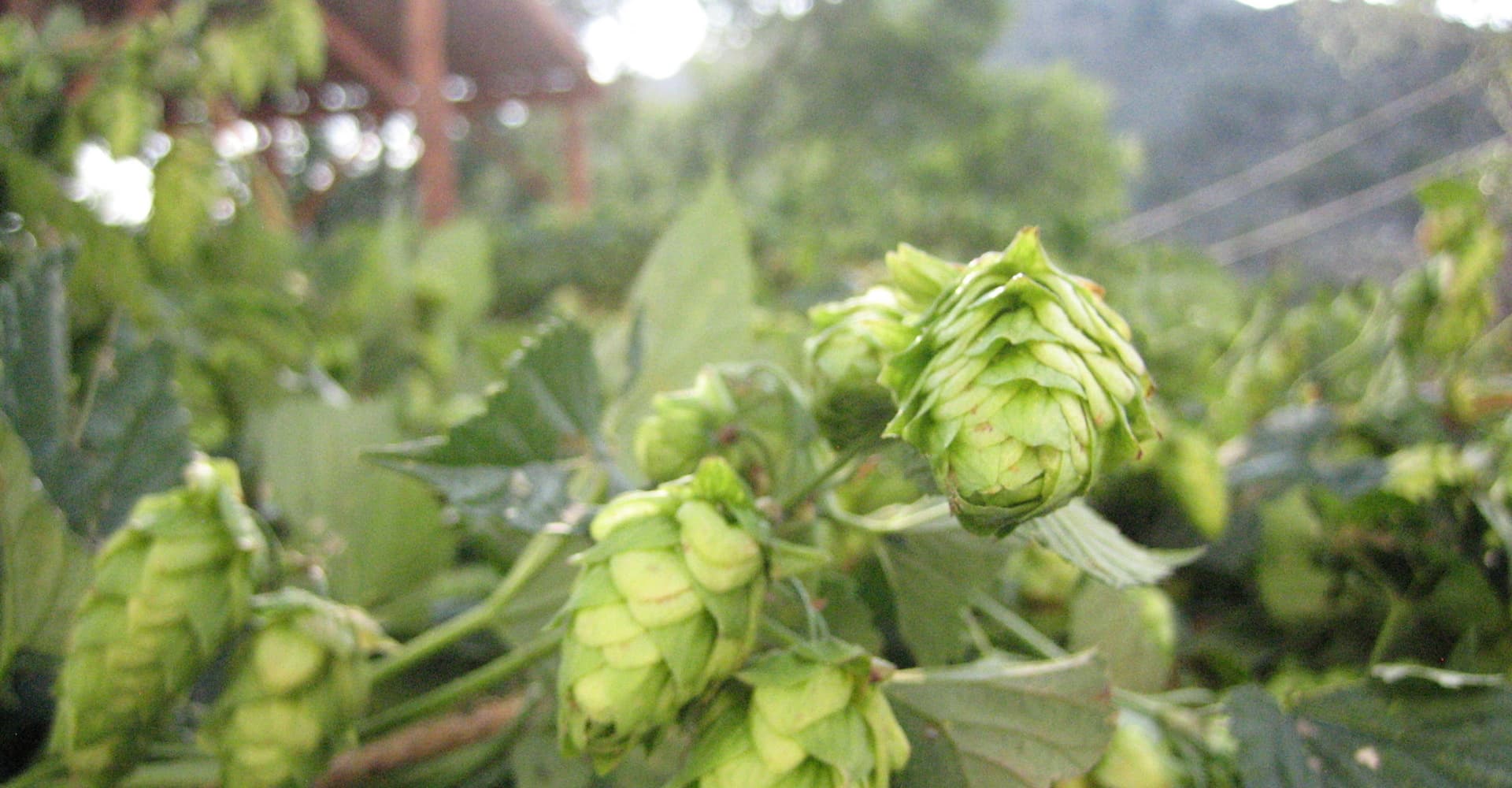 Hops Harvest 2015: Meet the Hops Harvesters