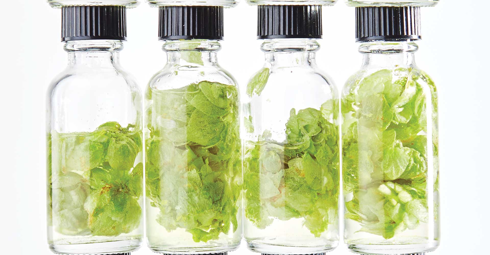 Hops Oils & Aroma: Uncharted Waters