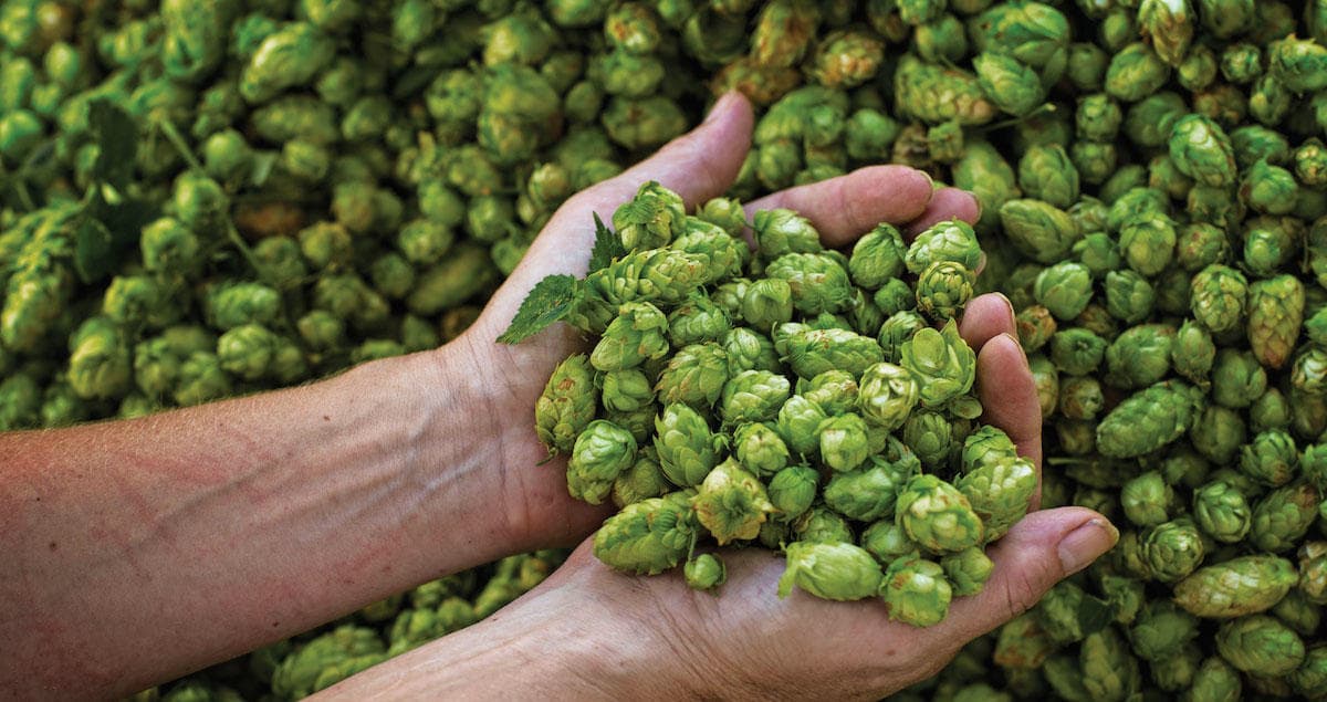 Noble Hops Cheat Sheet