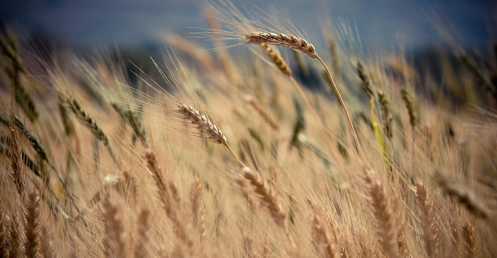 Barley’s Sixth Sense