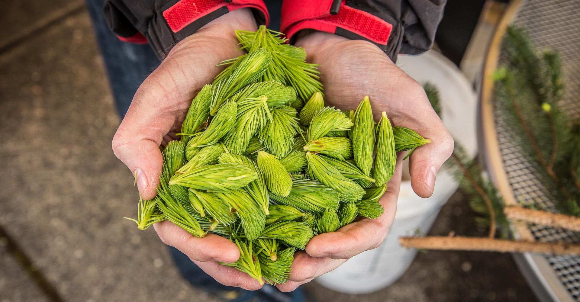 Fort George Spruce Budd Ale Recipe