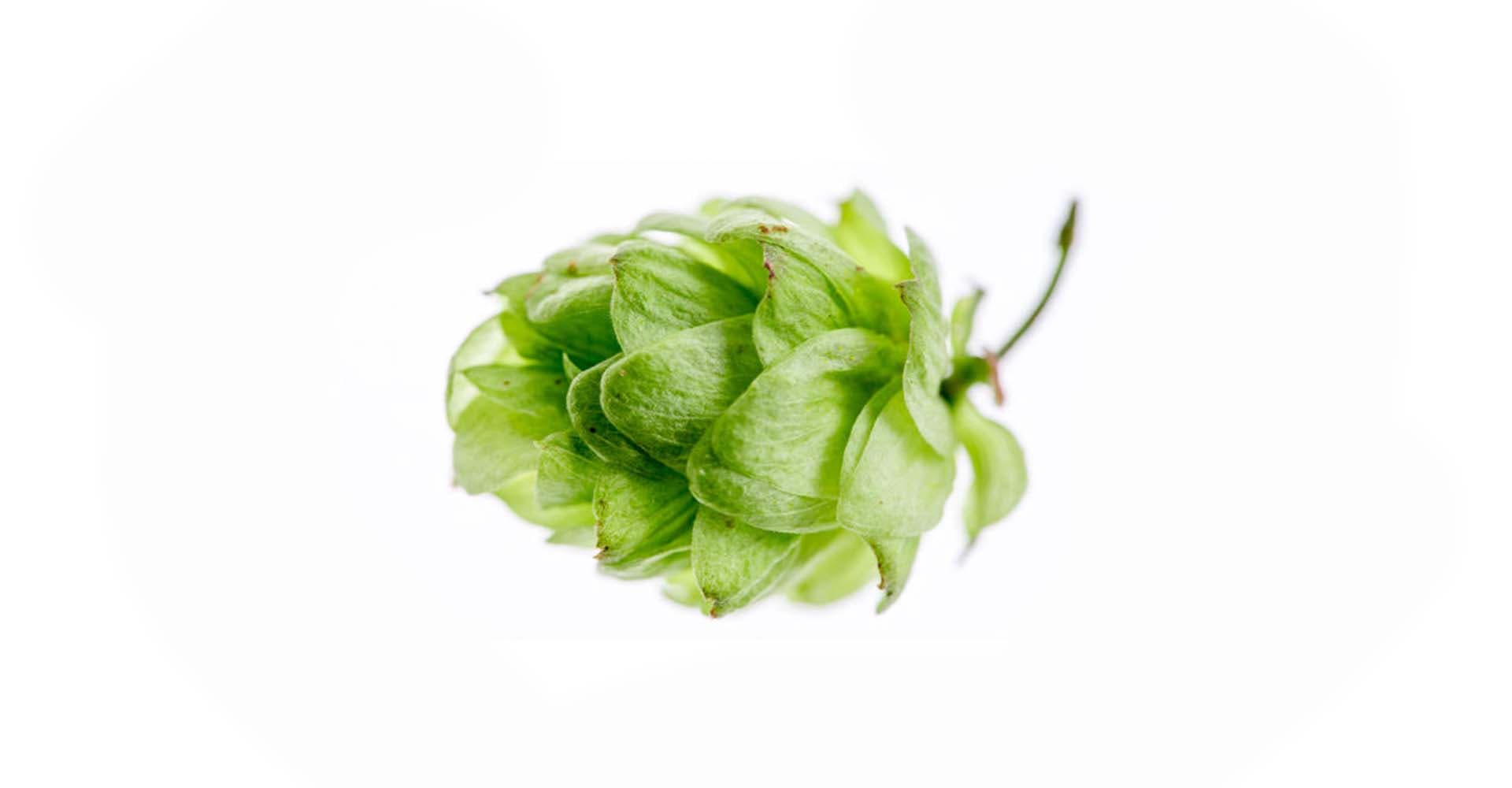 Ask the Expert: The Aromas of Tropical Hops