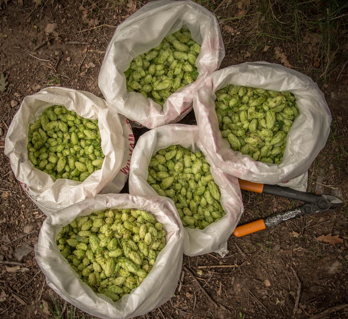 Brewer's Perspectives: Unsung Hops