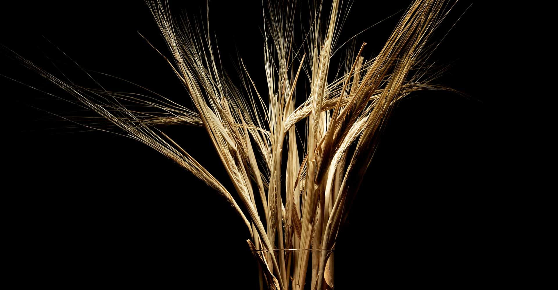 Malt Conditioning: Have Your Cake and Eat It, Too