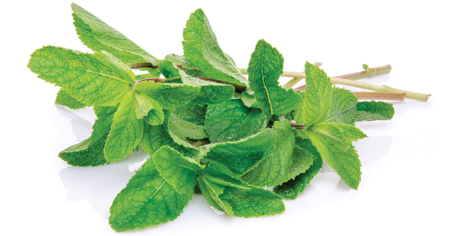 Special Ingredient: Mint