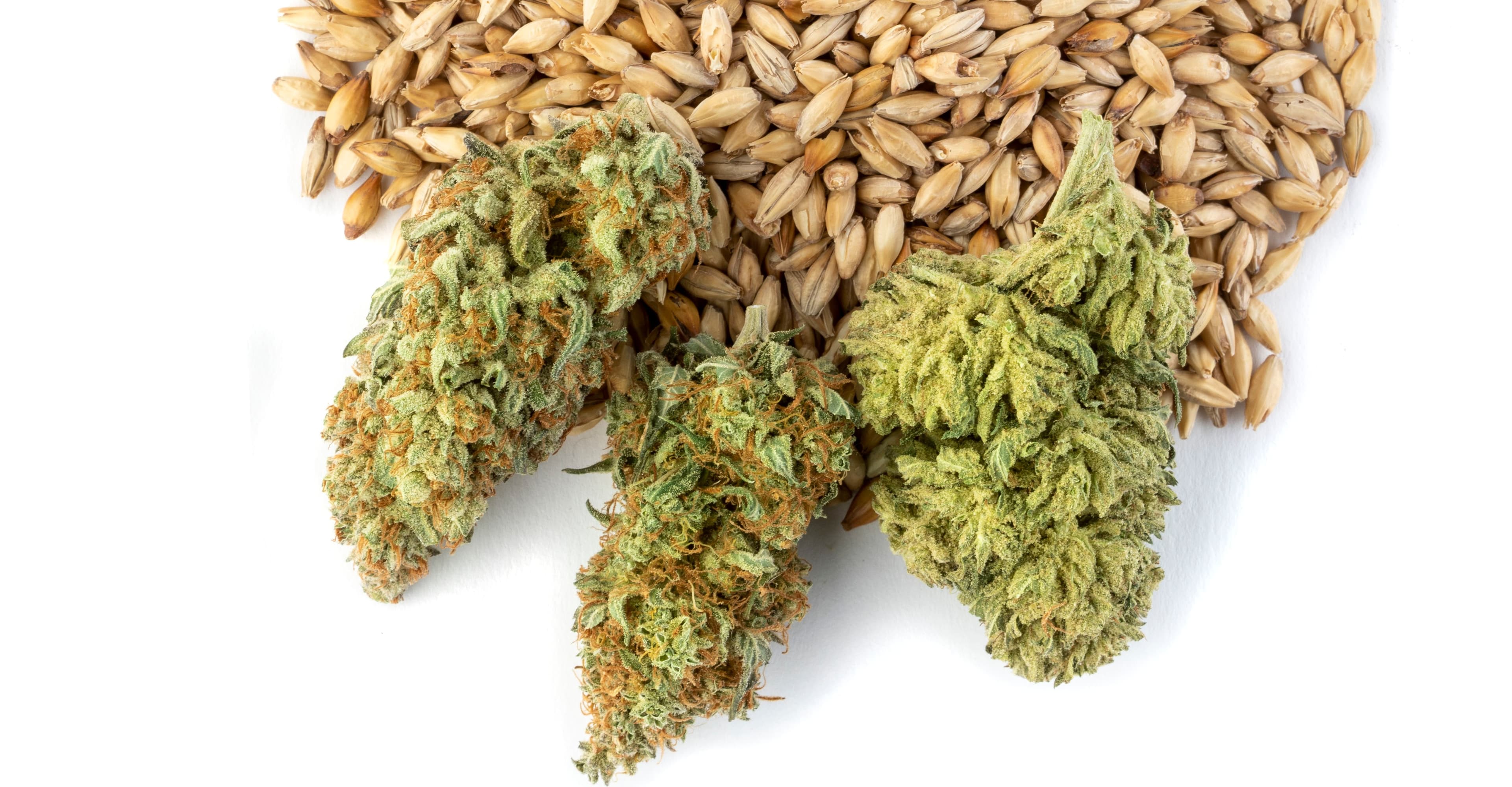 Dosing Homebrew With Marijuana Tinctures