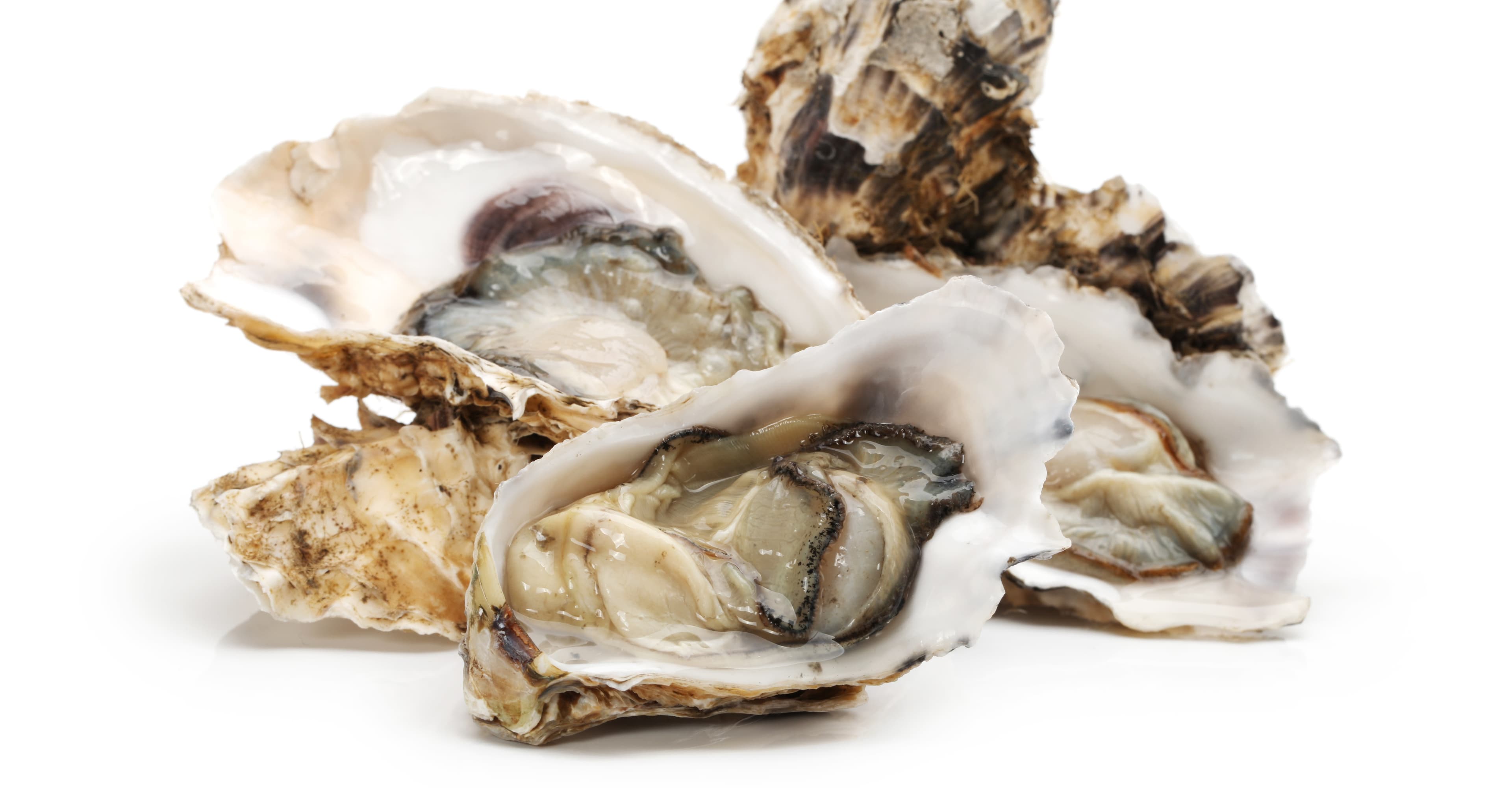 Special Ingredient: Brewing with Oysters + Oatmeal Oyster Stout Recipe