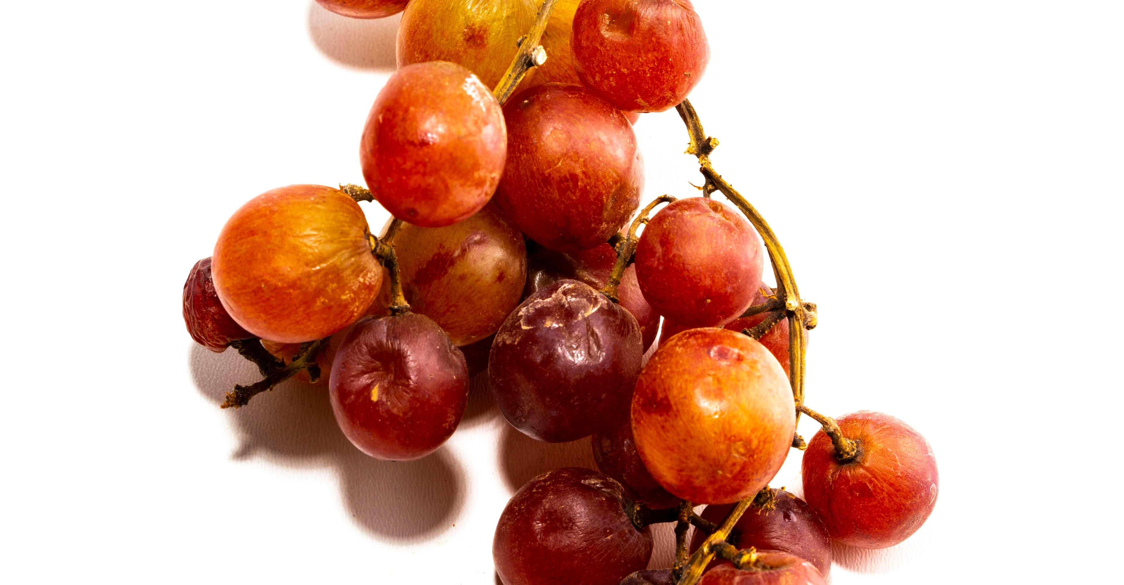 Brewing Beers with Wild Fruit