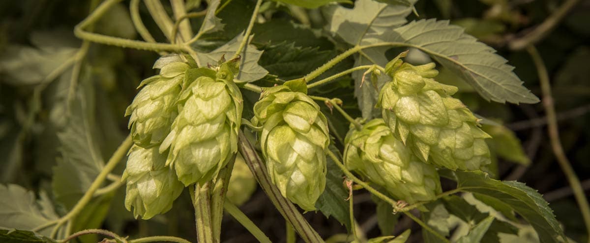 Ask the Experts: Brewing with Fresh Hops
