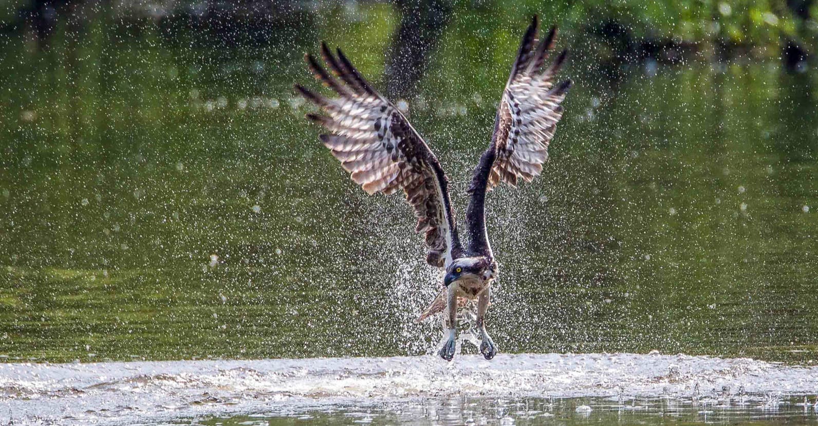 A New Clean-Water Initiative Aims to Benefit Breweries and Birds