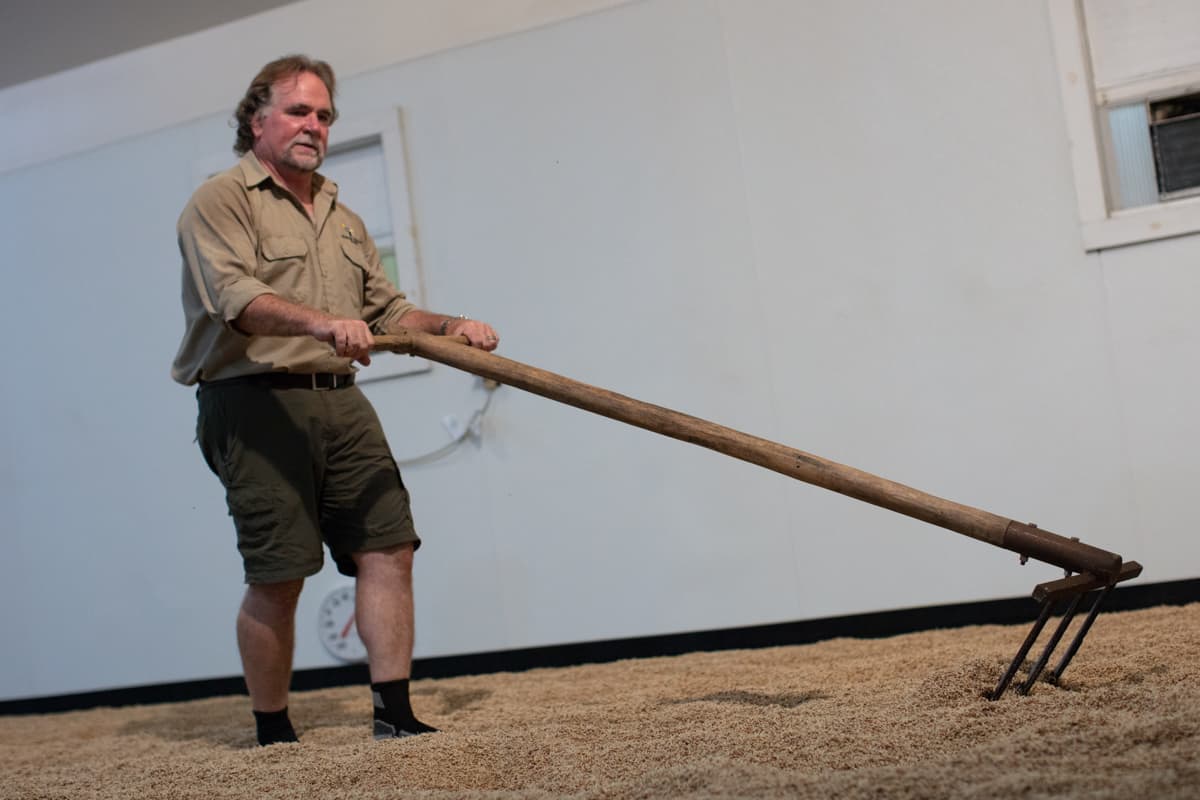 Successful Germination for Craft Malt (Video Tip)