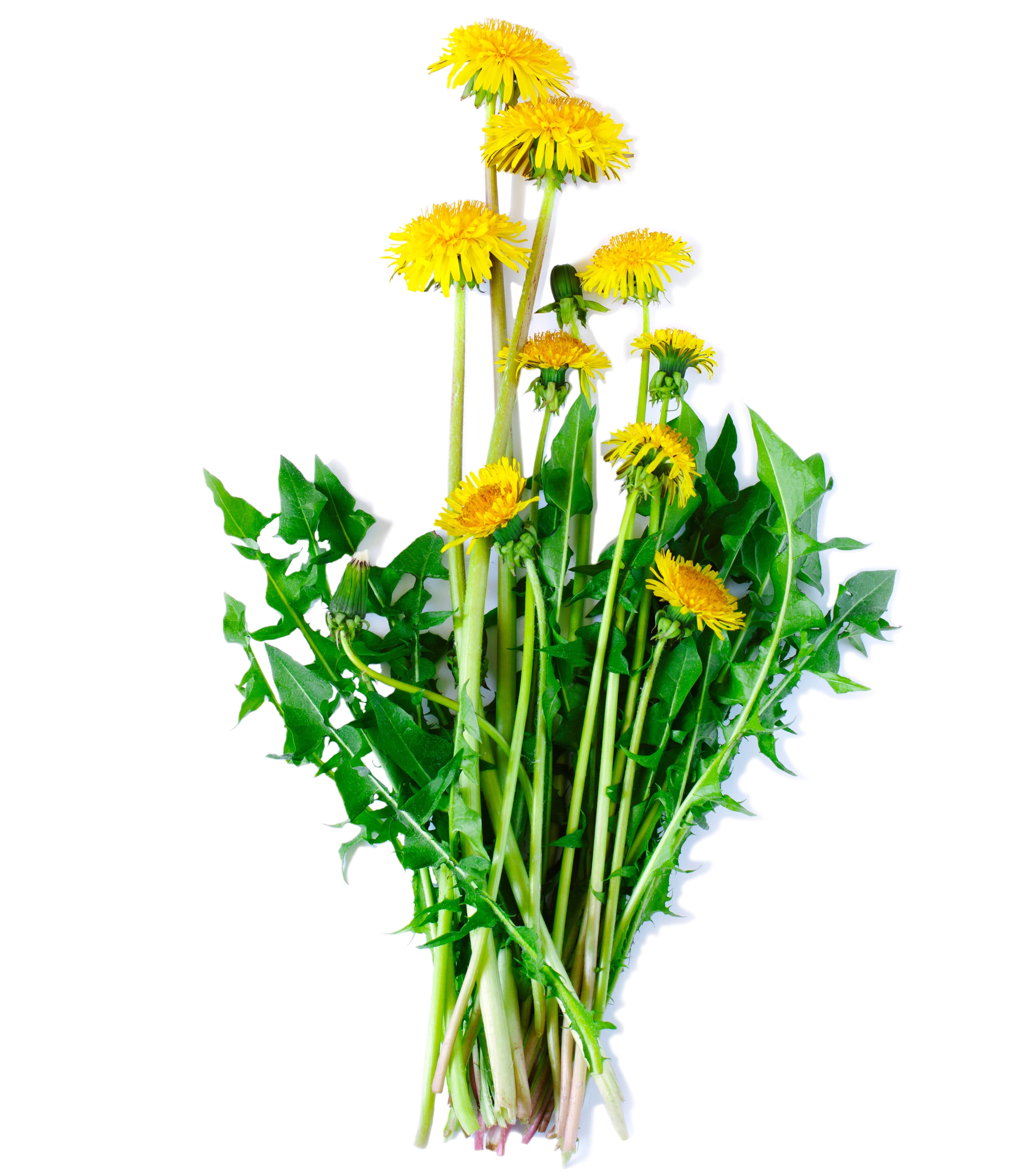 Special Ingredient: Brewing Dandelion Infused Beers with Afterthought Brewing