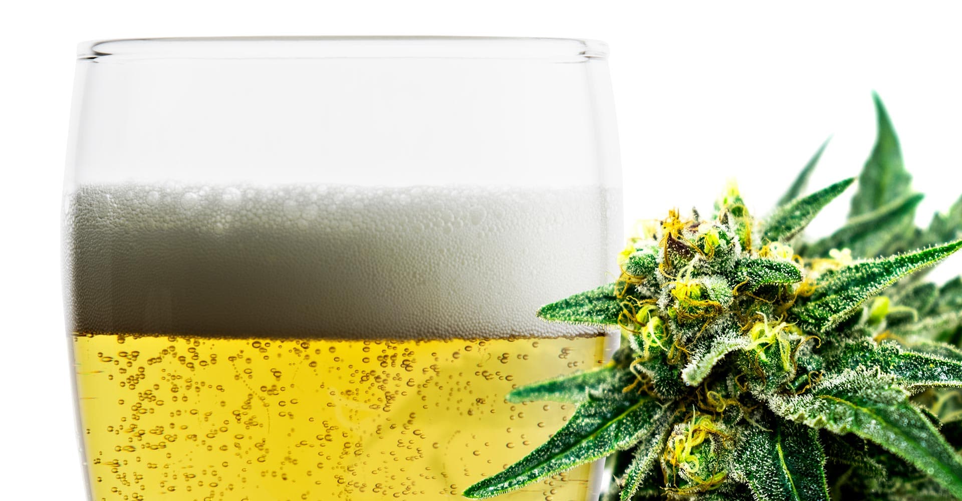 The Fusing of Beer and Marijuana (aromas mostly) is Having a Moment