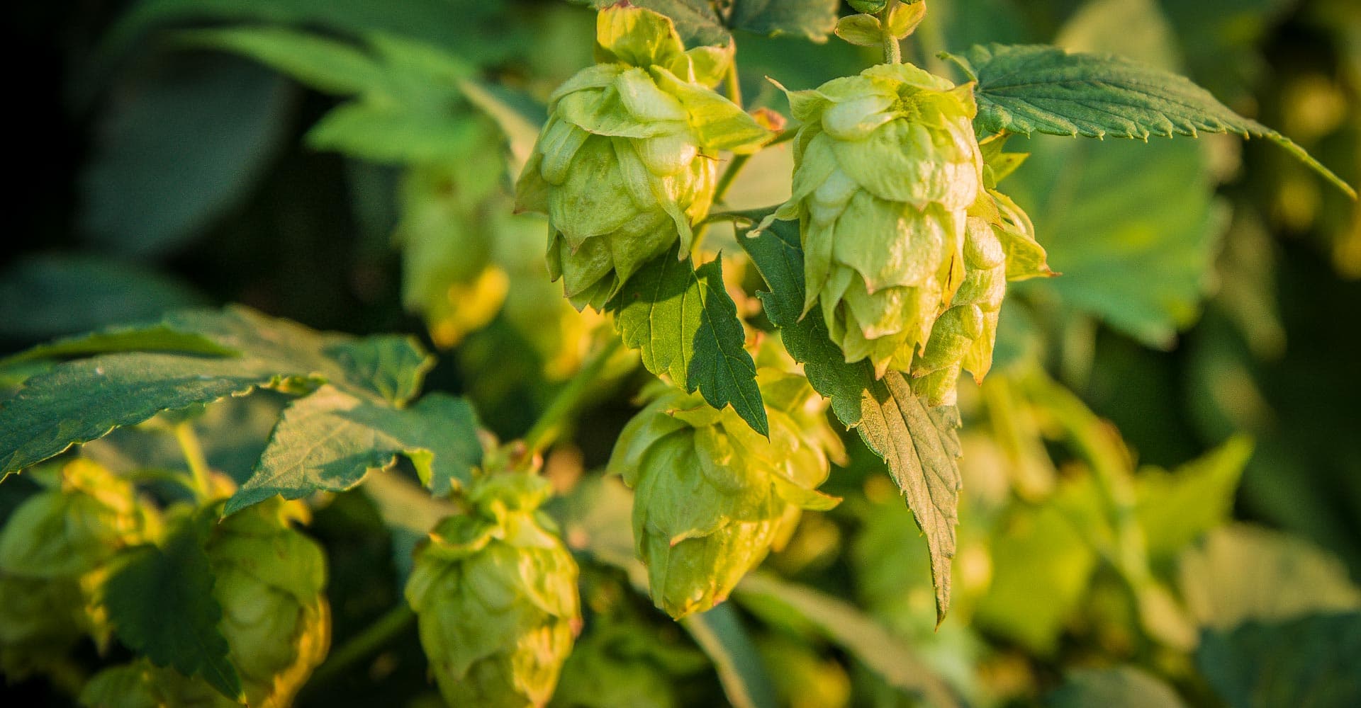 Homebrewing with Homegrown Hops