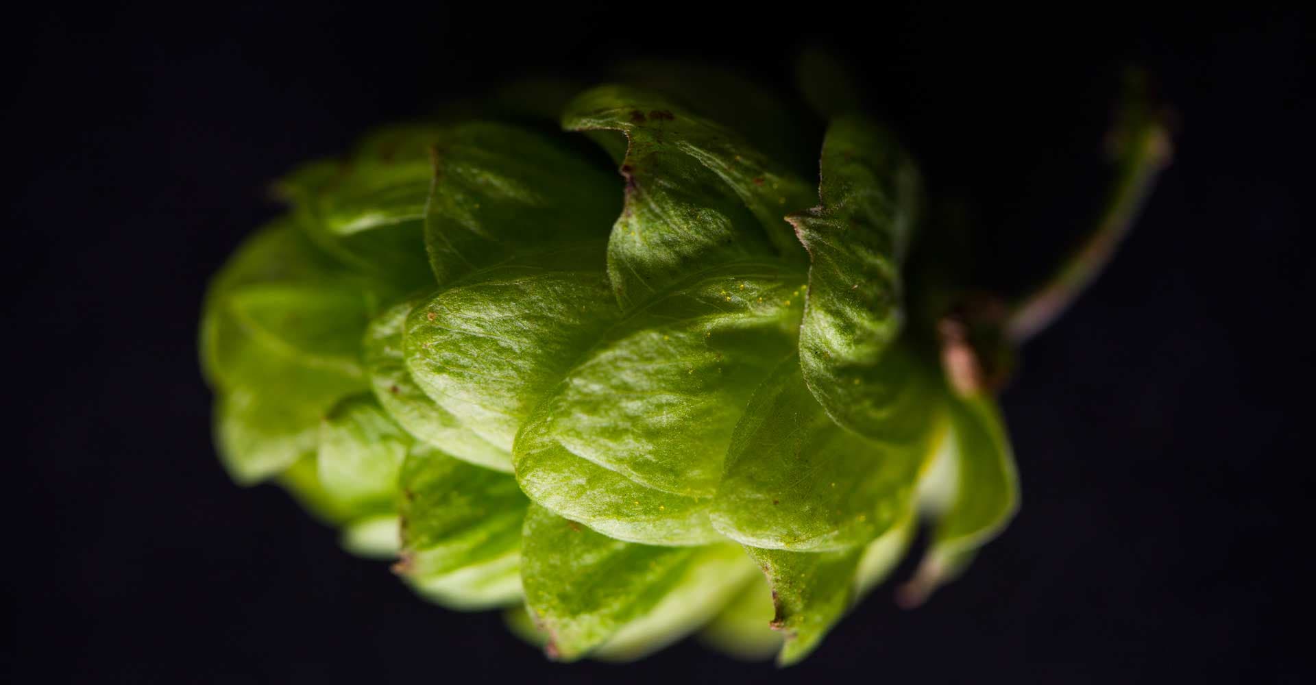 The Secret of Hops is Malt