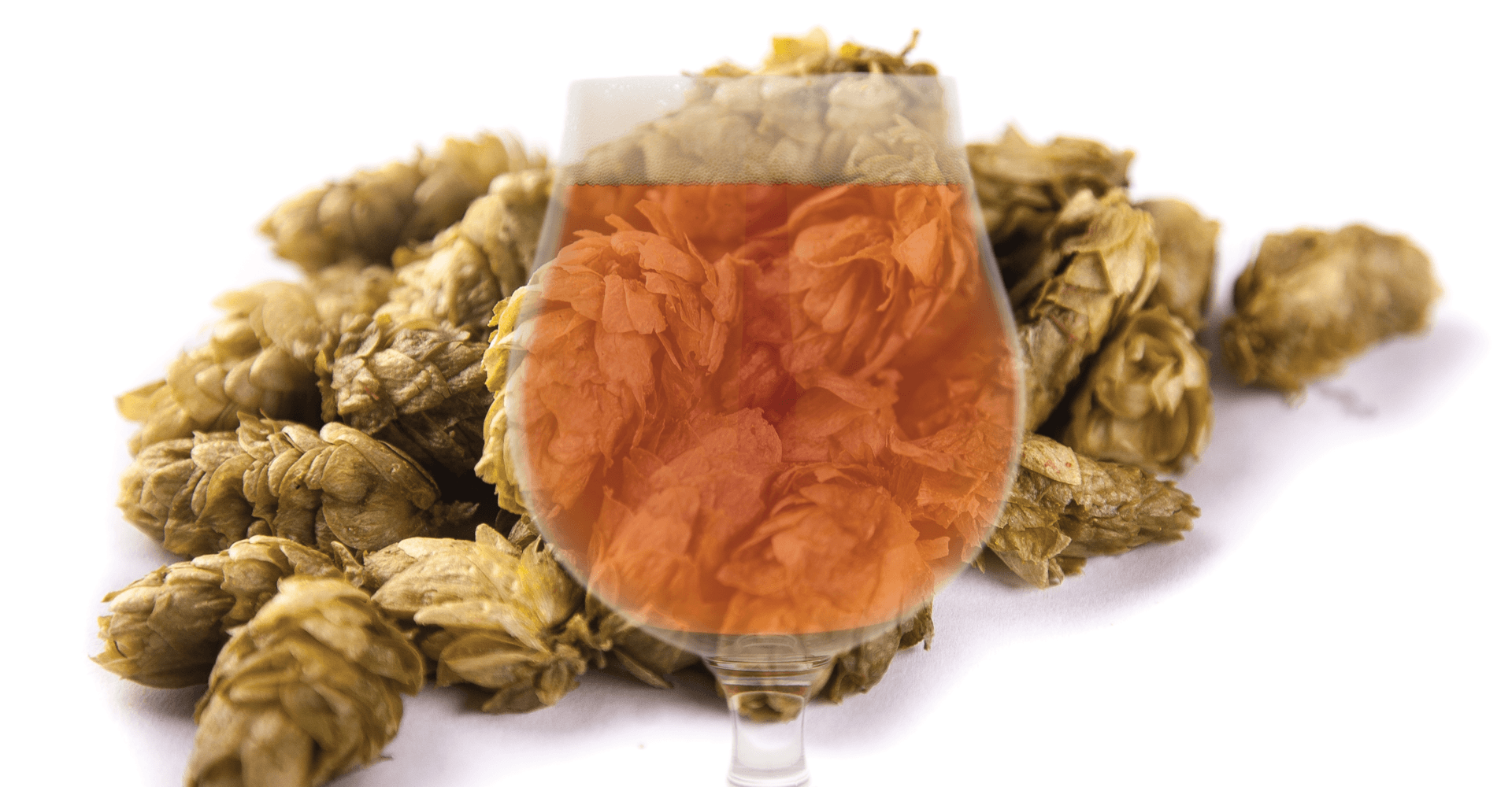 Ask the Experts: Why Did This Beer Come Out Bitter?