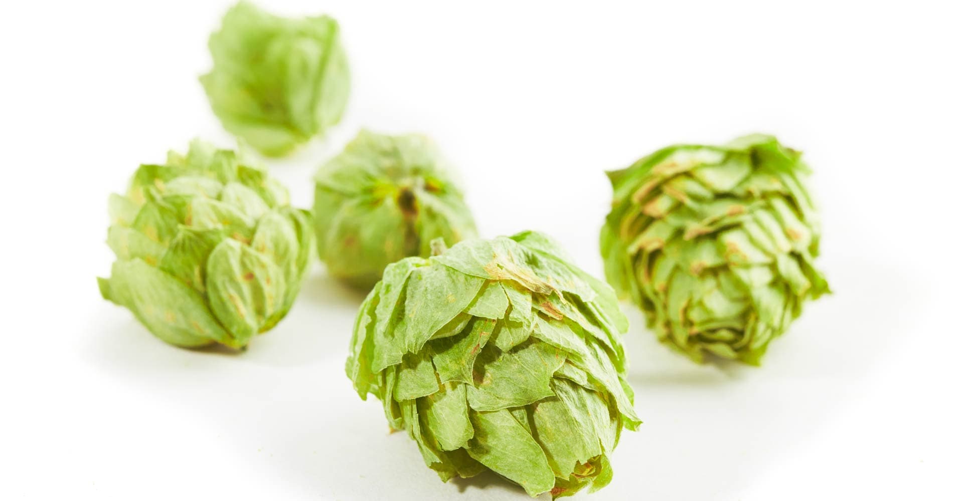 Forward Contracting Hops