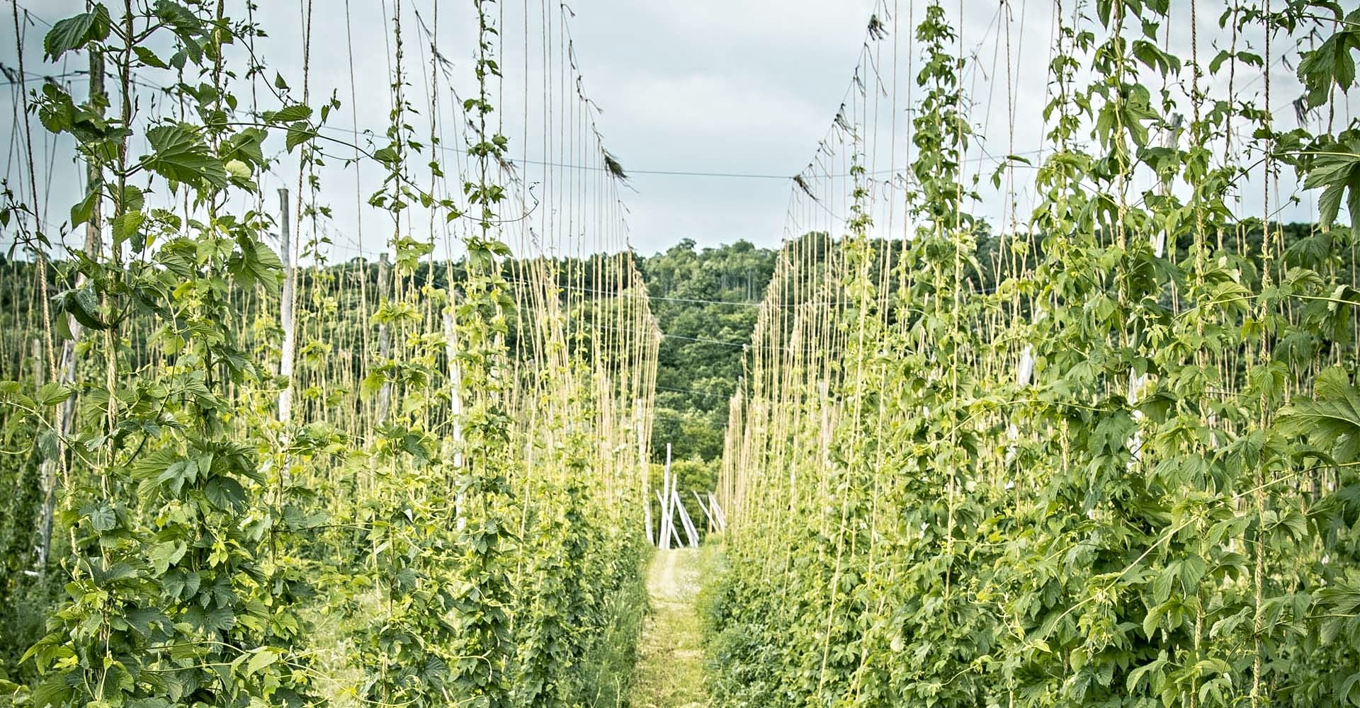Weathering Changes in the World of Hops