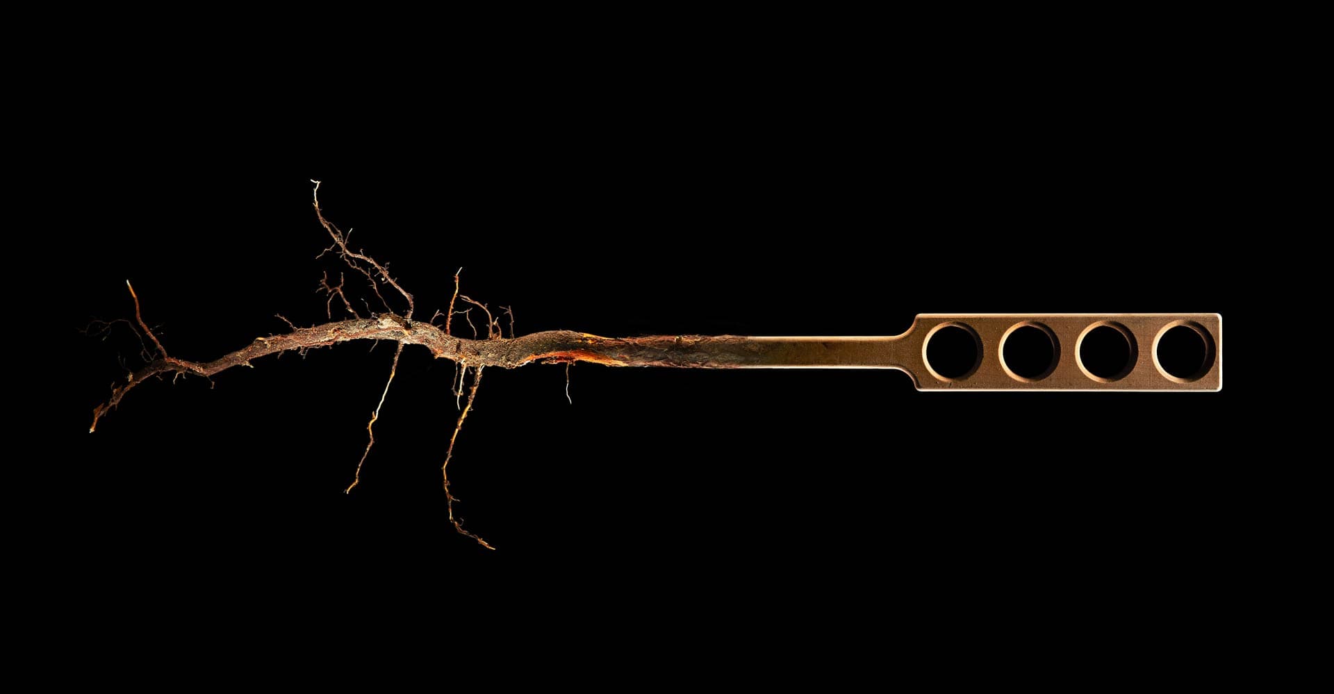 Rooted: Commercial Brewers and Their Homebrewing Partners