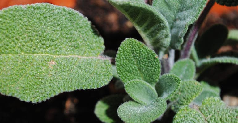 Brewing With Sage, An Ancient Tradition