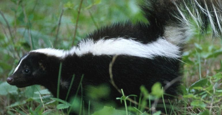 Off-Flavor of the Week: Lightstruck (Skunky)