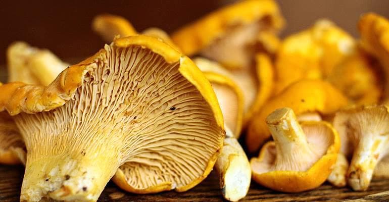 Mushroom Beers?