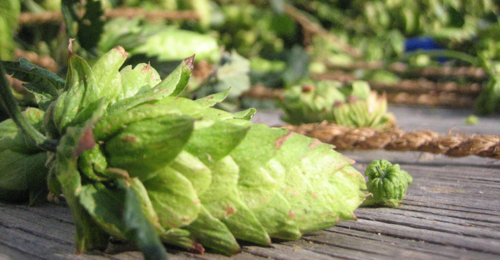 Hops Harvest 2015: Getting Fresh on Short Notice