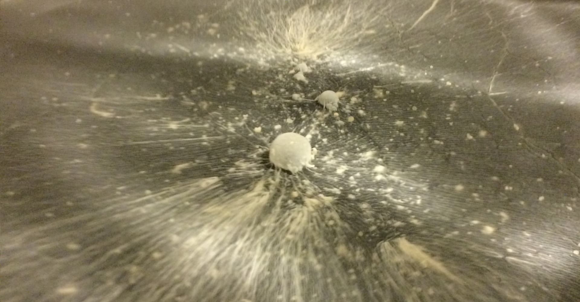 What Is a Pellicle?