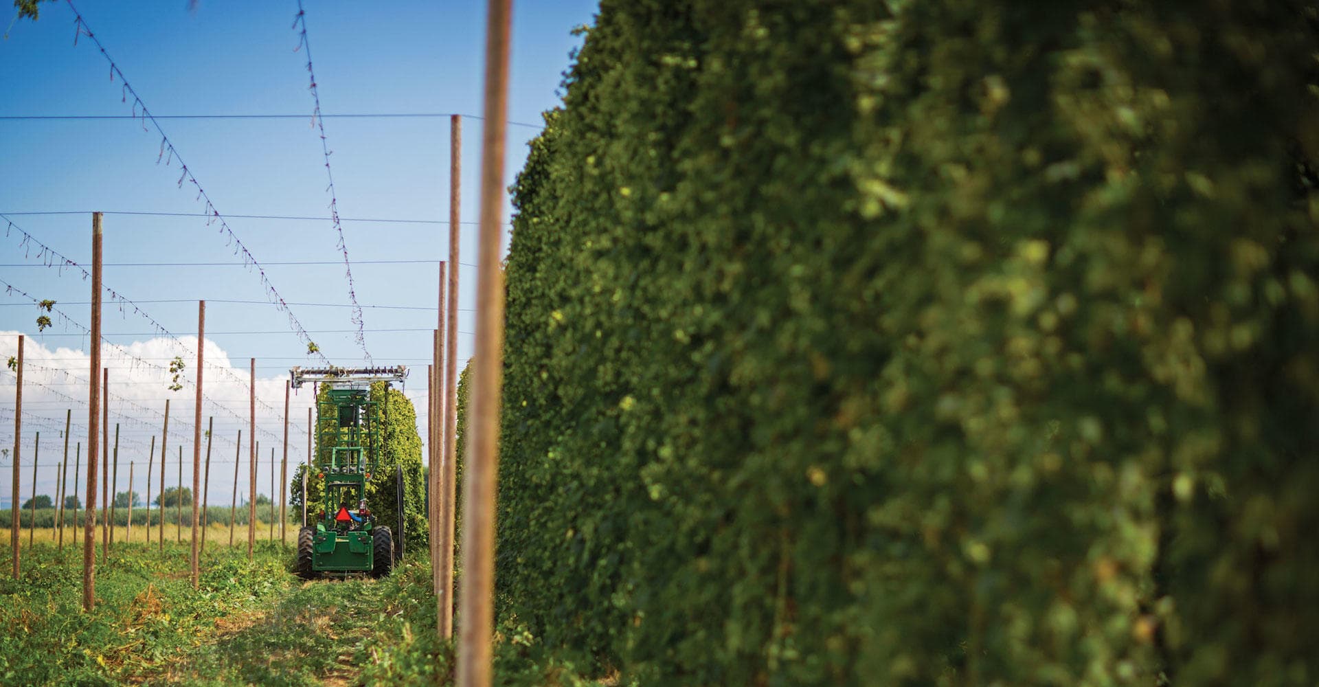 The Business of Hops