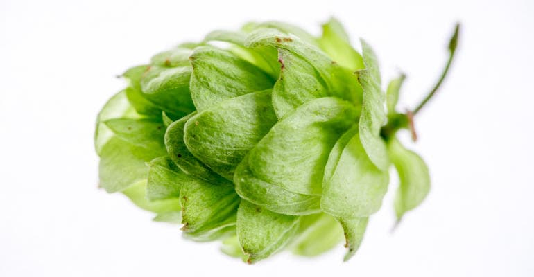Hops Harvest 2014