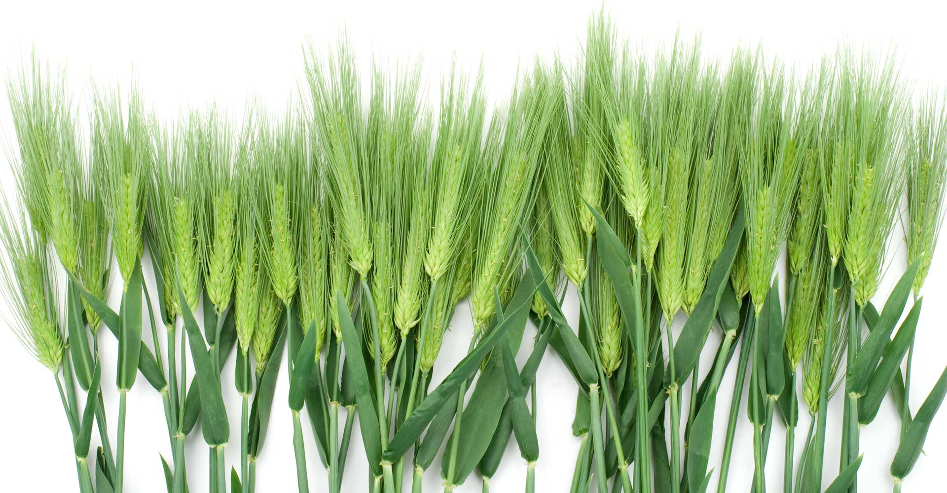 Brewer’s Perspective: In Defense of Six-Row