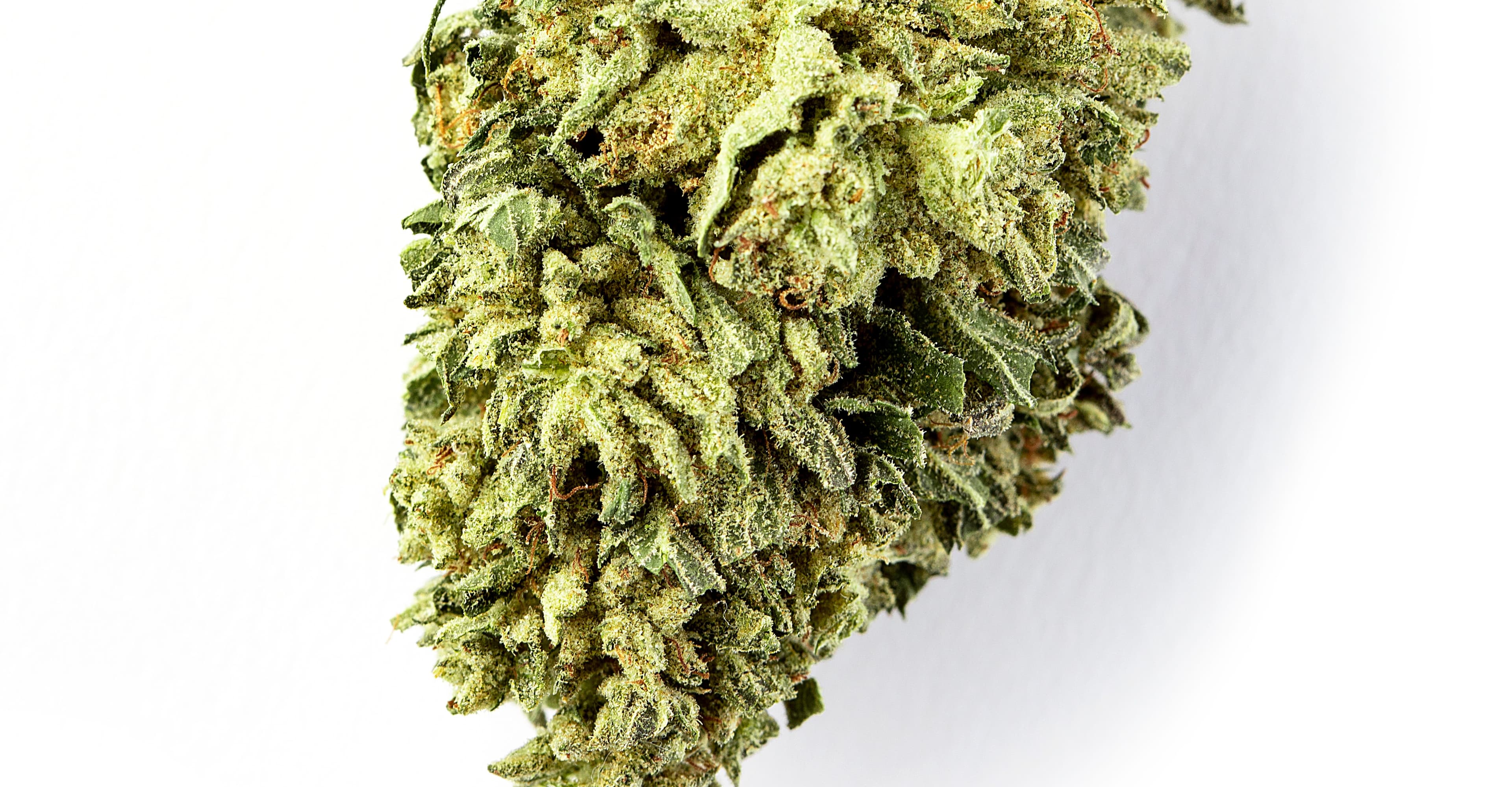 New England IPA w/ Infused THC Recipe