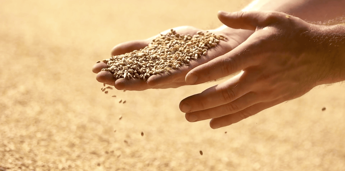 Video Tip: The Coevolution of Humans and Weissbier