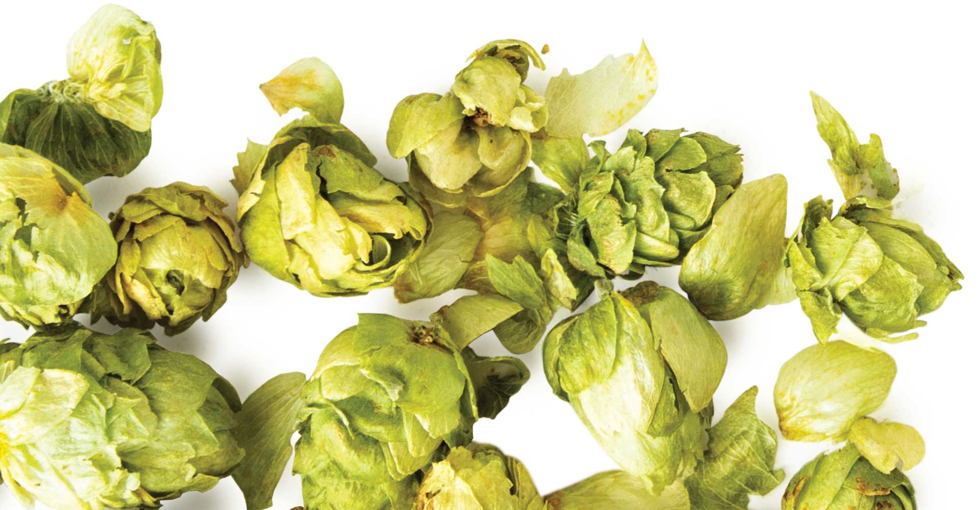 Rethinking Dry Hops: Quicker, Colder … and Better?