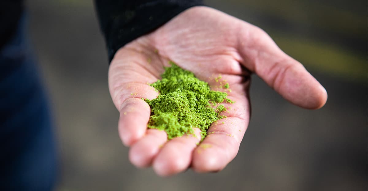Video Tip: How to Rub Hop Pellets